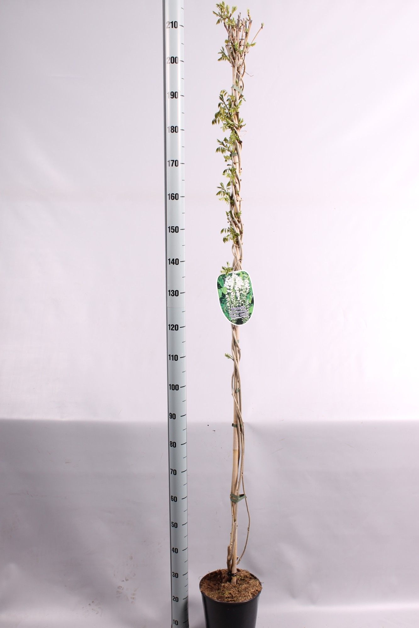 Wisteria floribunda Shiro=Noda, D 23 cm Wisteria floribunda Shiro=Noda, D 23 cm