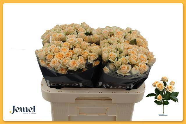 Роза куст. Тринити 60, шт.