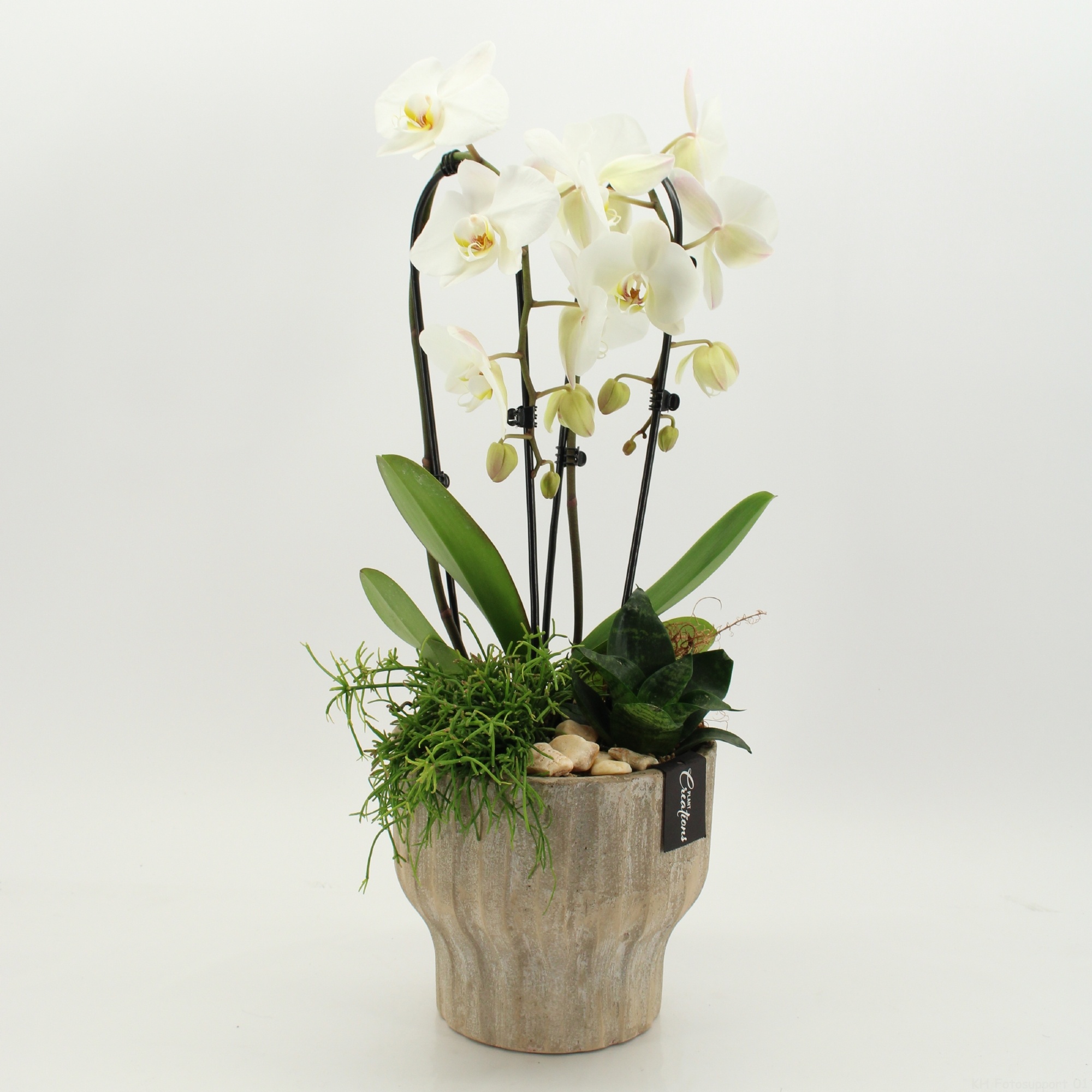 PHAL-2638 Phalaenopsis creatie, D 20