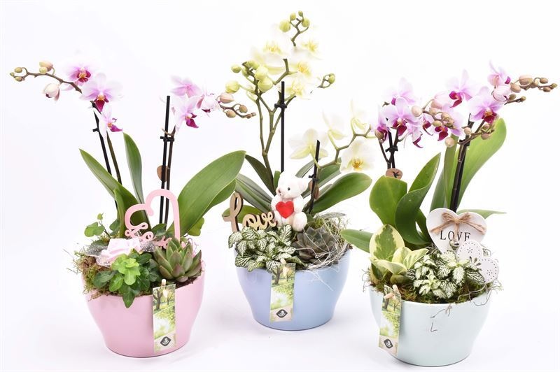 Keramiek schaal kl.mix 15cm, D 15