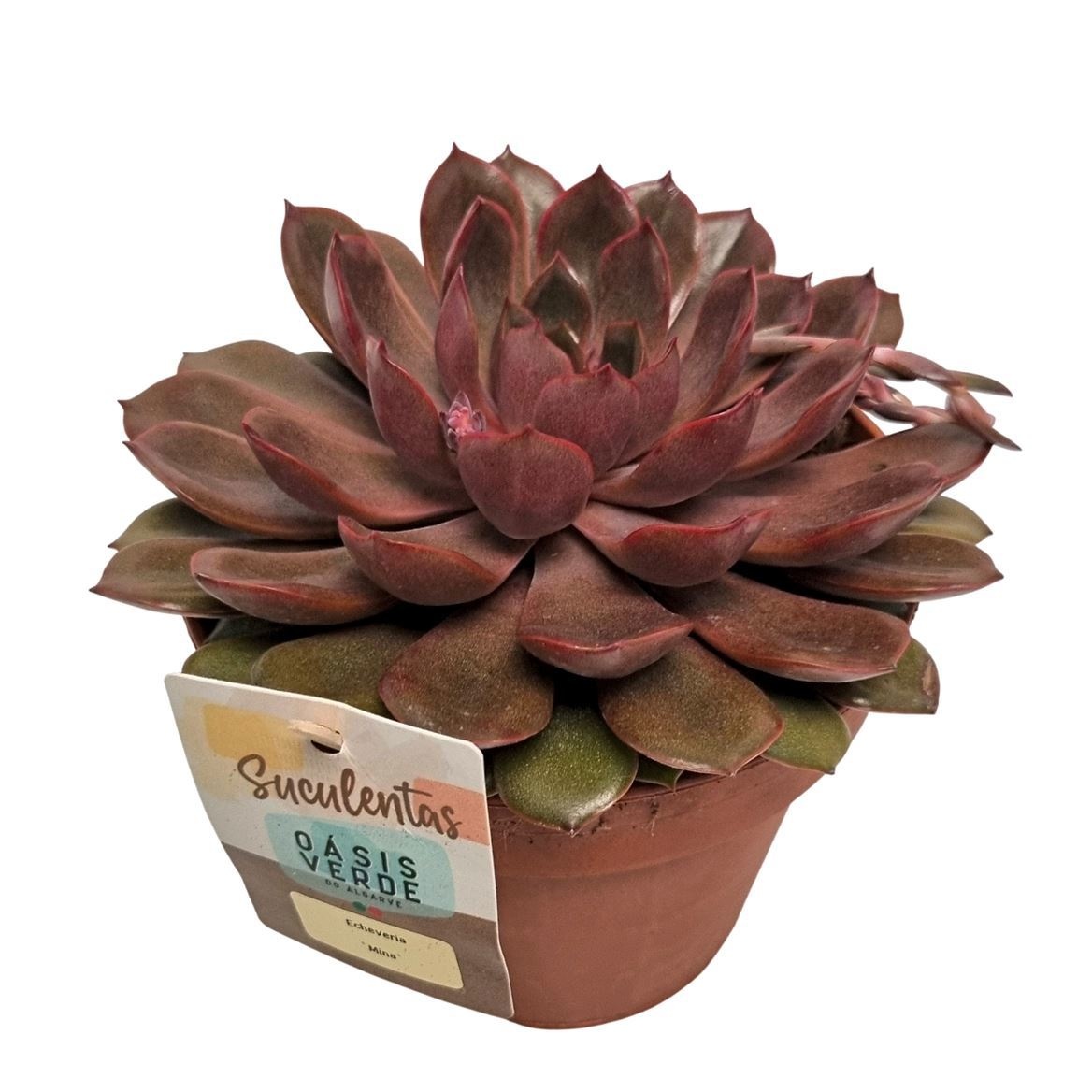 Echeveria Mina, D 14