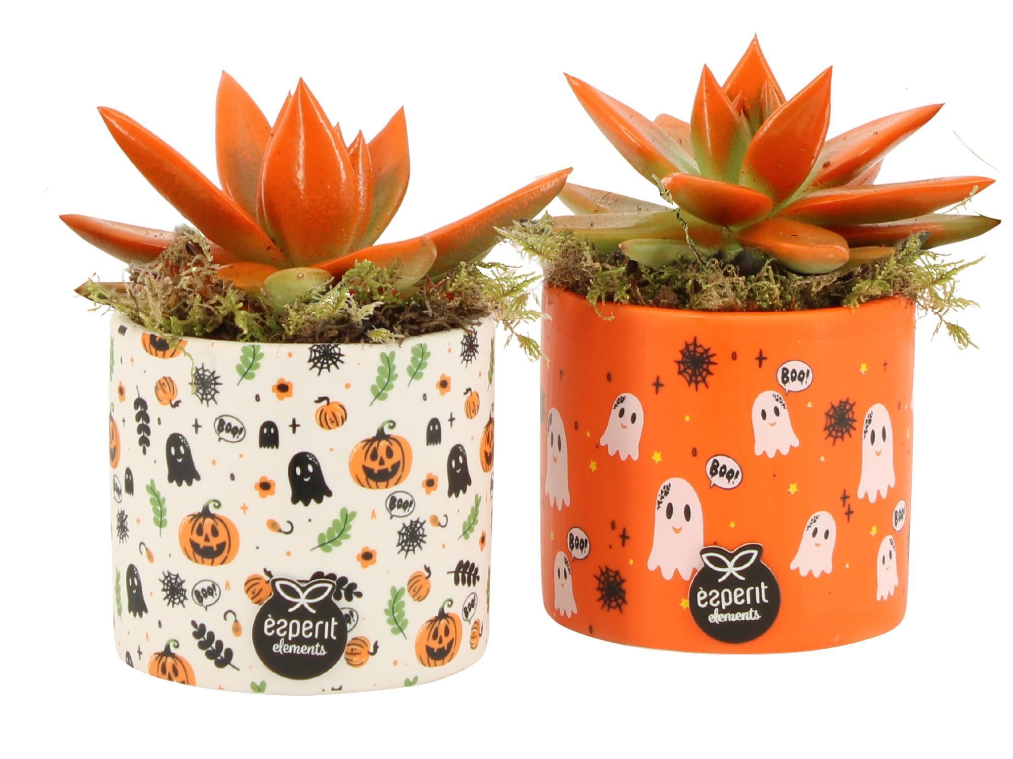 83346: Halloween arrangement, D 8