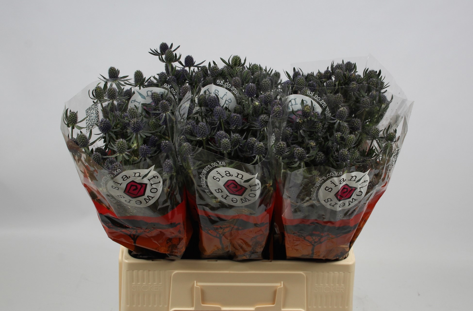 Эрингиум Блю Глиттер 60, шт.