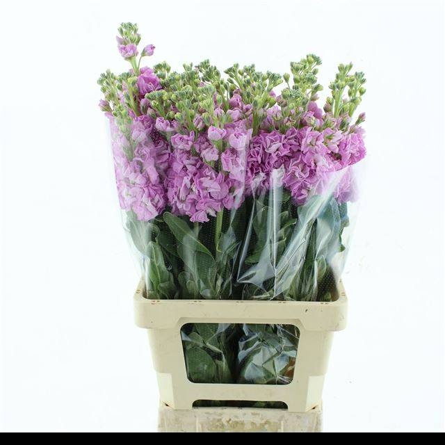 Маттиола од. Айрон Пинк 70, шт.