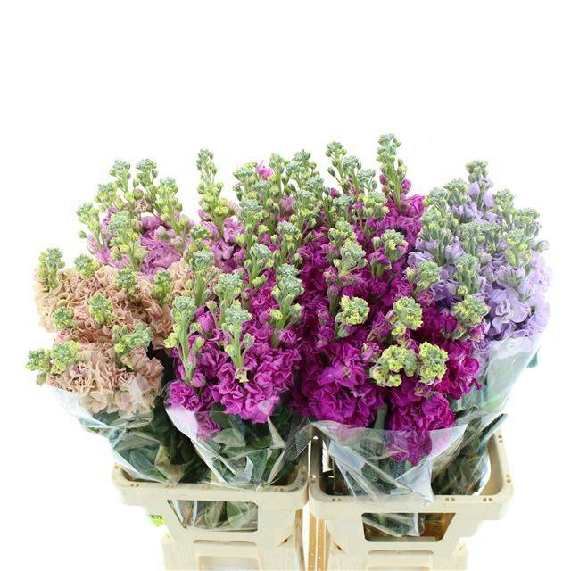 Маттиола од. Микс 70, шт.