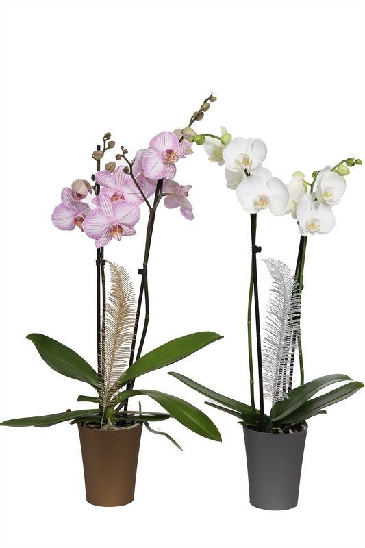 Linge p12 gold/silver Phal mix 2T14+, D 12