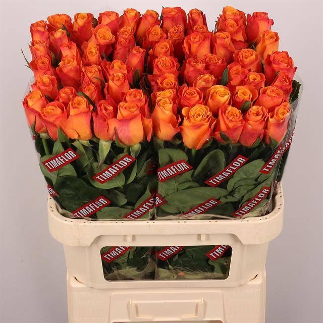 Роза од. Конфиденшиал 80, шт.