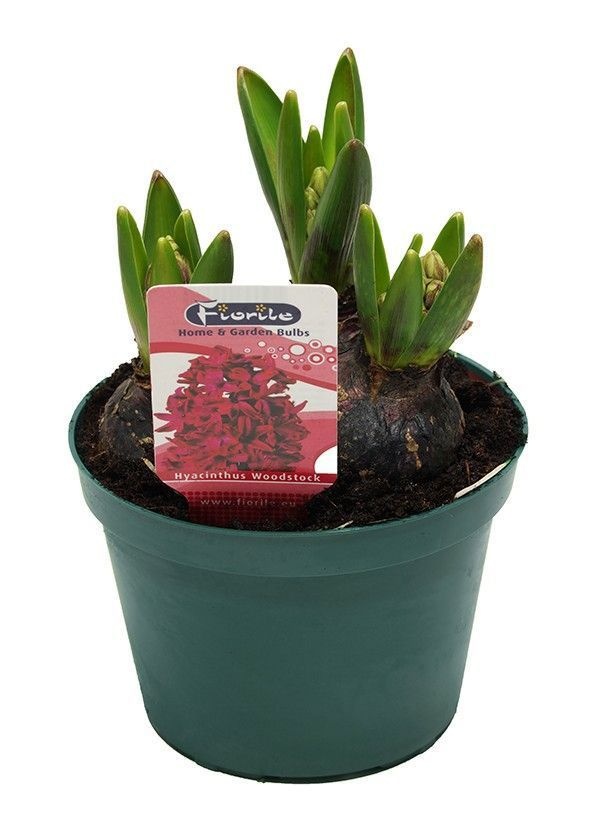 Hyacint Woodstock, D 12