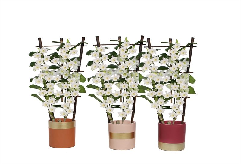 Dolomite p12 Horizon nude mix Dendr Nobile Apollon 2T op rek, D 12