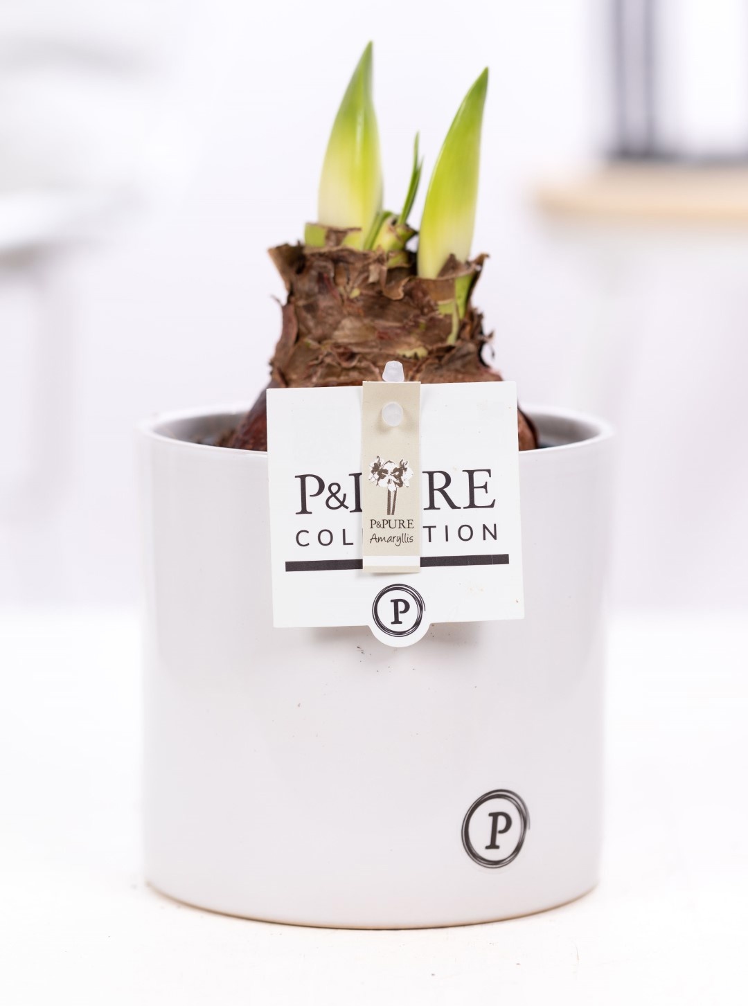 Hippeastrum white in P&PURE Essential ceramics white, D 12