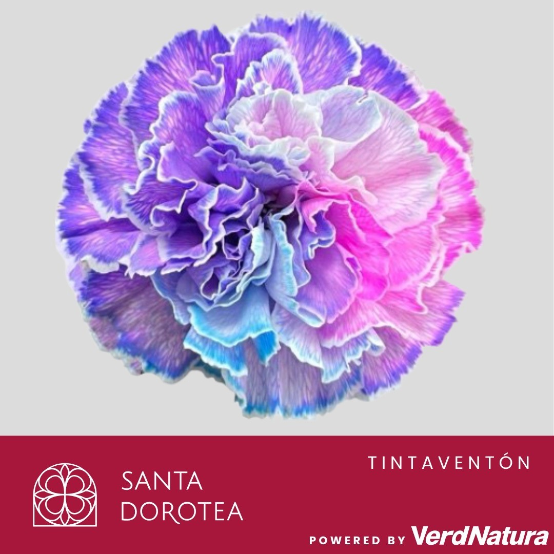 Диантус од. Овериг Крашеный (краш. ), шт.