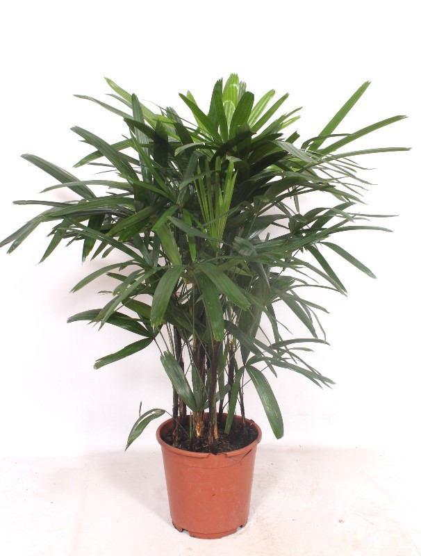 Rhapis excelsa, D 24