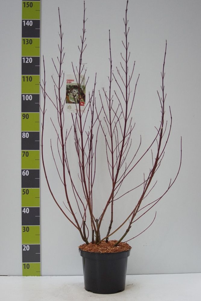 Cornus alba 'Elegantissima' C 7,5, D 27