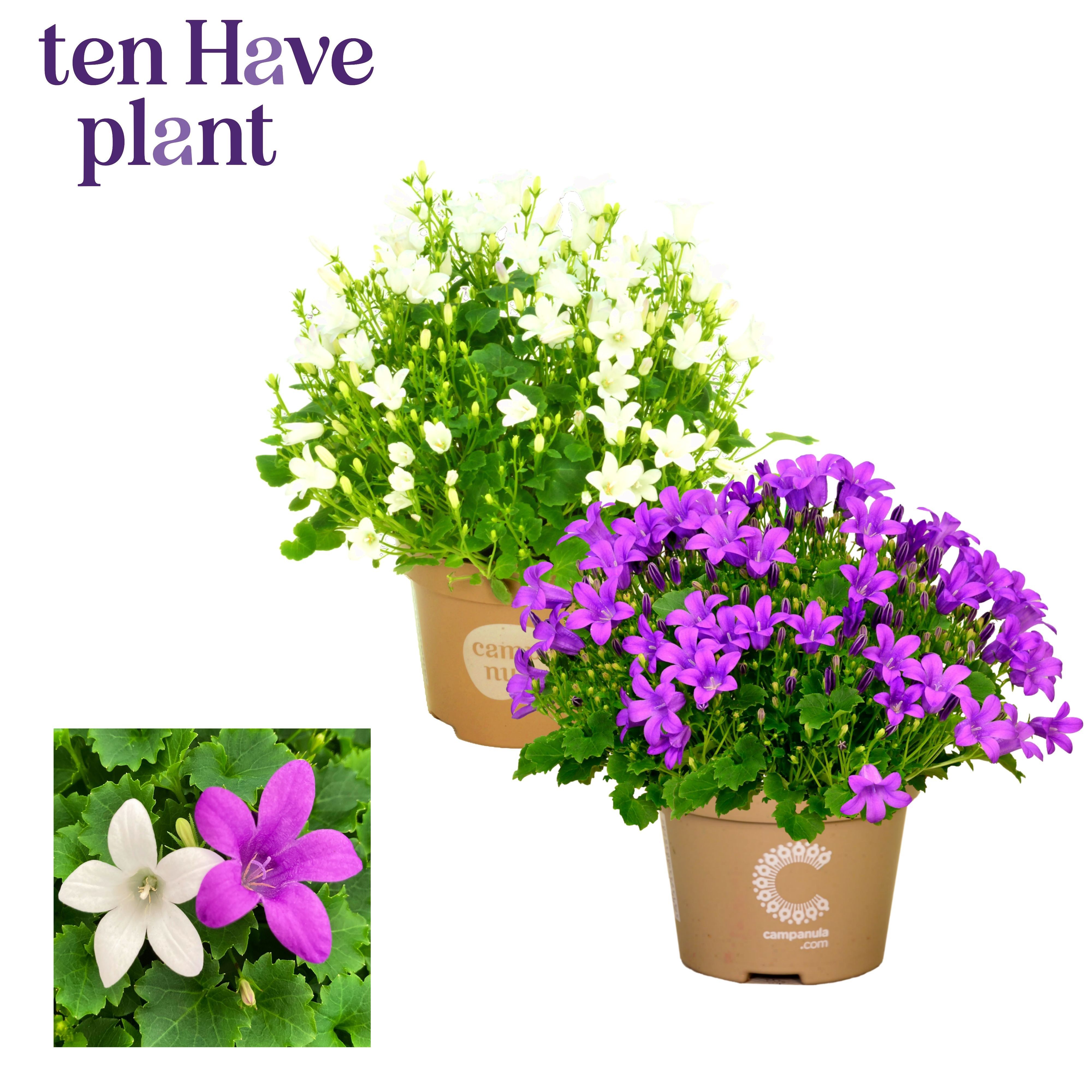 Campanula Porto mix, D 11