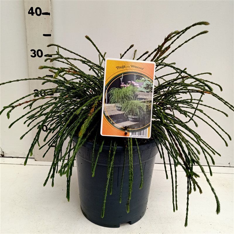 Thuja plicata "Whipcord, D 19 cm