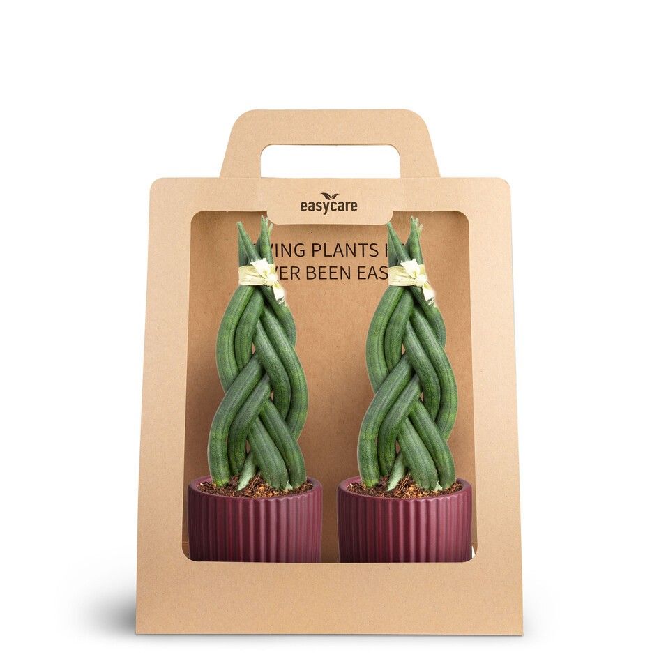 2-Pack Nordic Aubergine, Braid, D 7