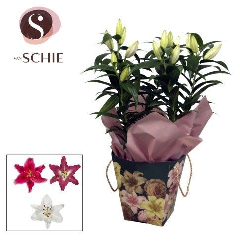 Oriental 17cm Bag BLUSH green, D 17