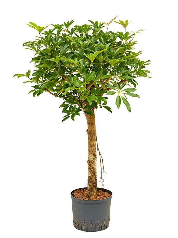 Schefflera arboricola 'Compacta', D 25