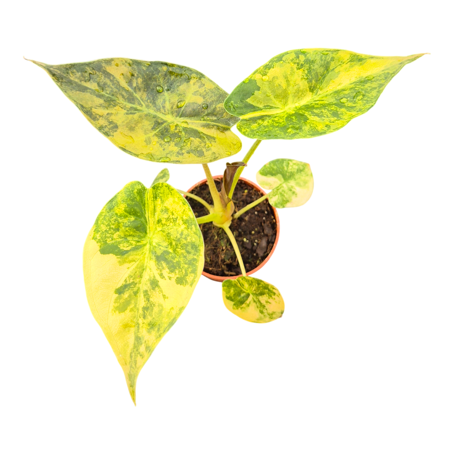 Alocasia Wentii Variegata, D 7