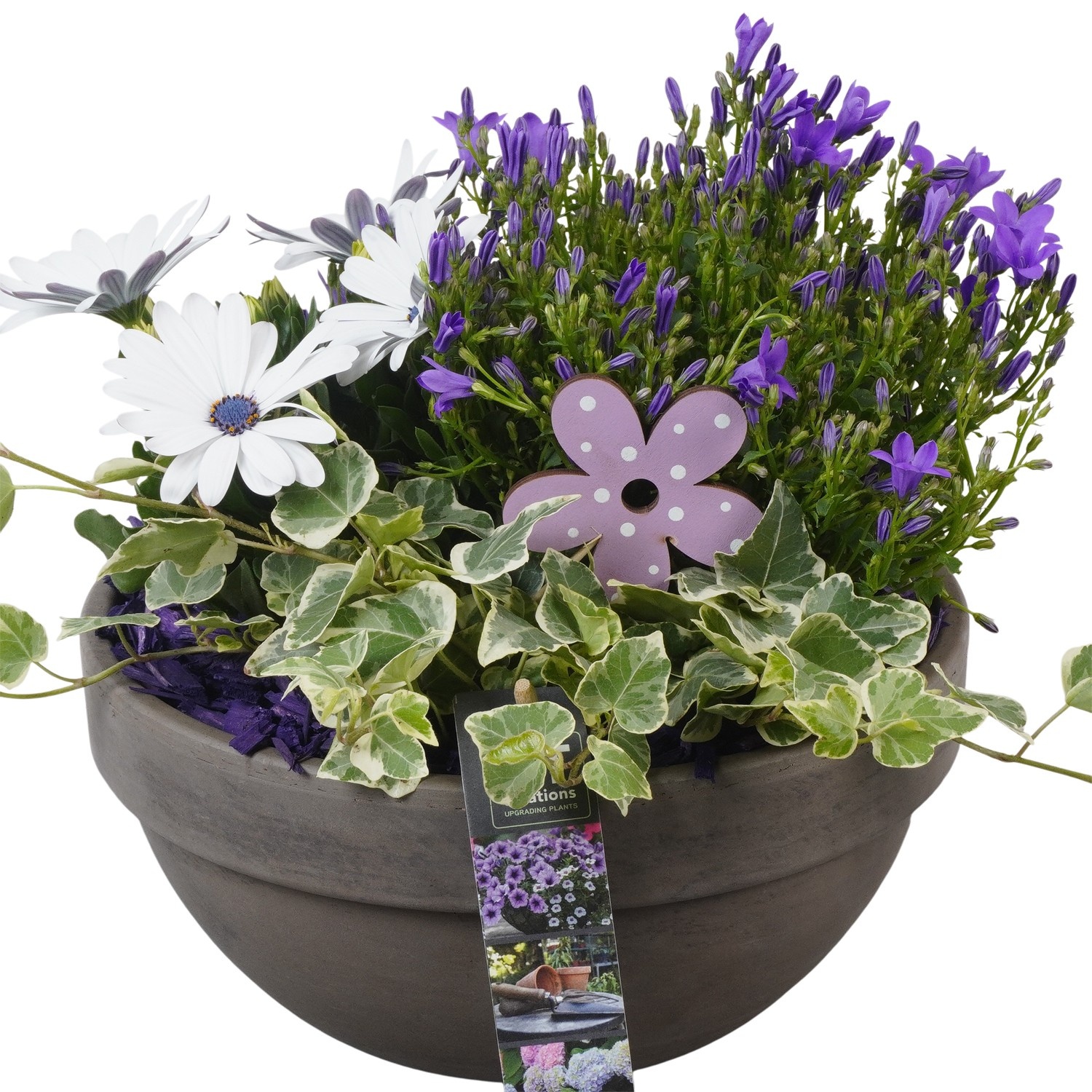 PTPP6930 Arrangement Patio in terracotta schaal, D 23