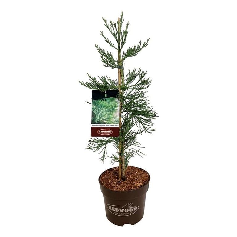 Sequoiadendron g. 'H. Mamm. Three', D 26 cm