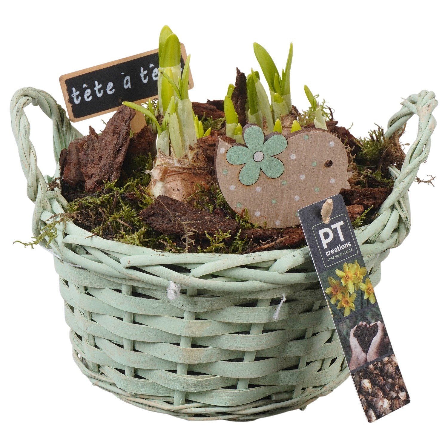 PTN8651 Arrangement Narcissus in rieten mand, D 20