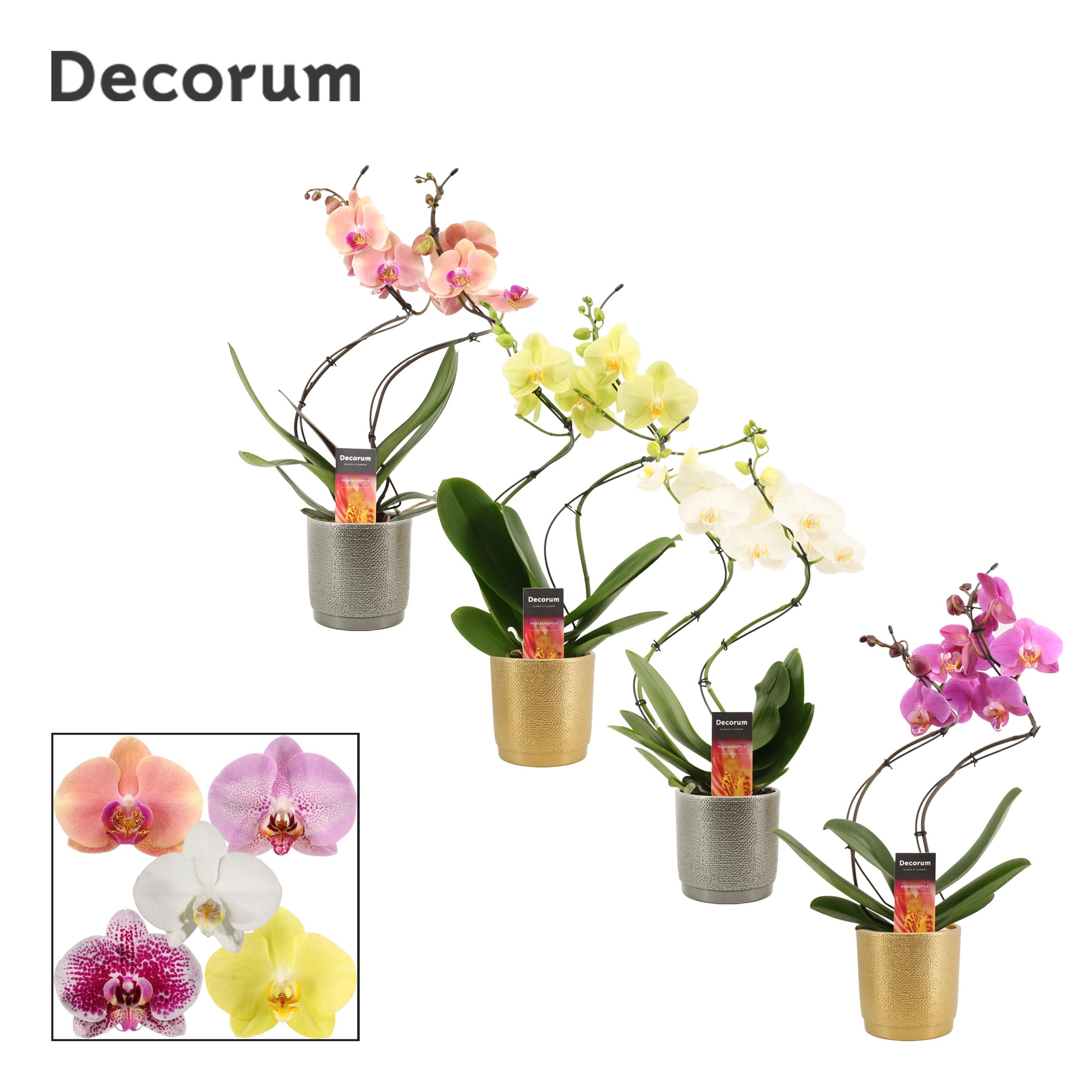 Phalaenopsis hurricane mix in Gabriël (Deco-collection), D 12