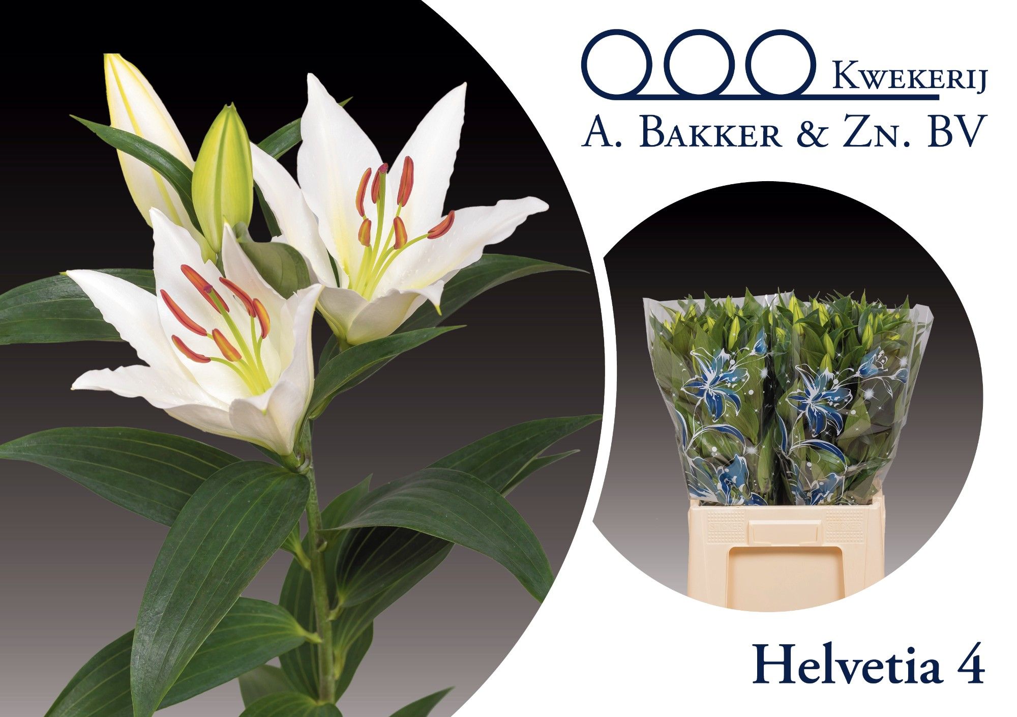 Лилия Хельветия 70, шт.