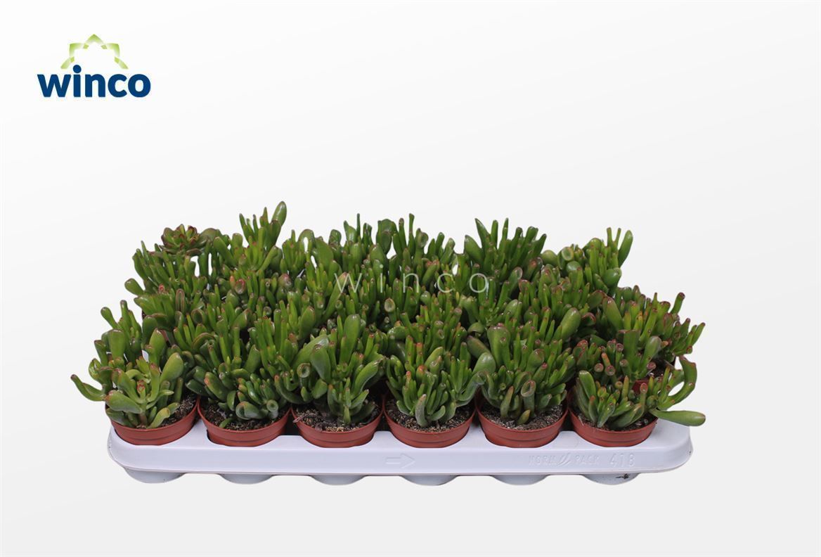 Crassula Hobbit, D 8,5 cm Crassula Hobbit, D 8,5 cm