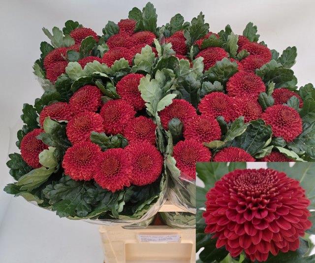 Хризантема од. Киев 80, шт.