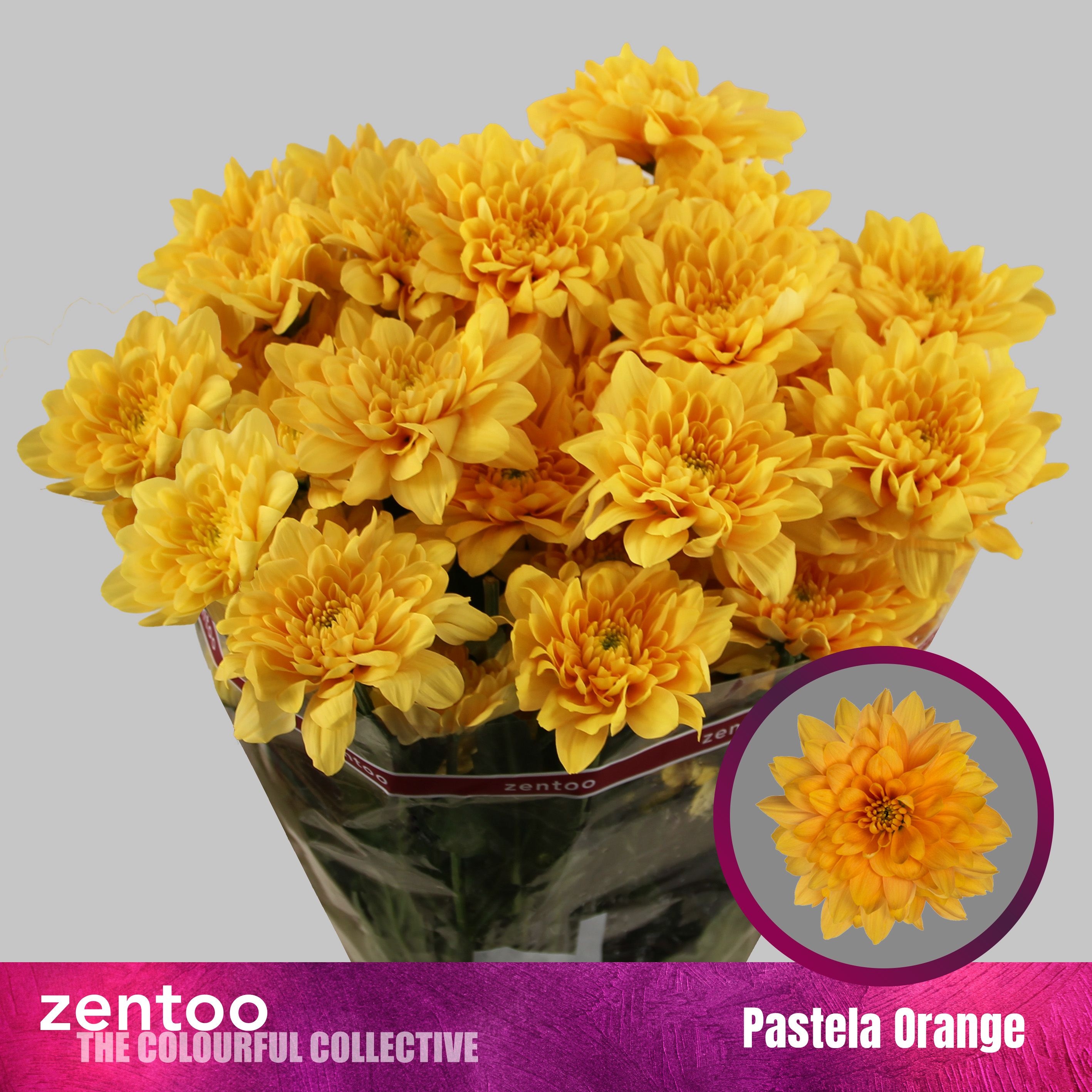 Хризантема куст. Пастела Оранж 70, шт.