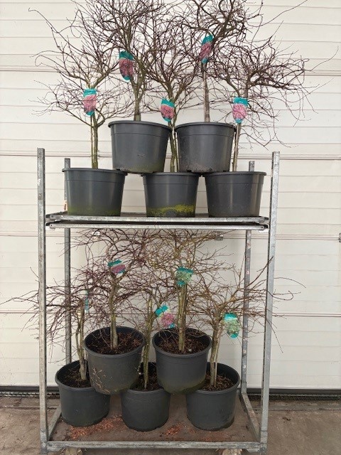 Acer palmatum Dissectum MIX P38, D 38