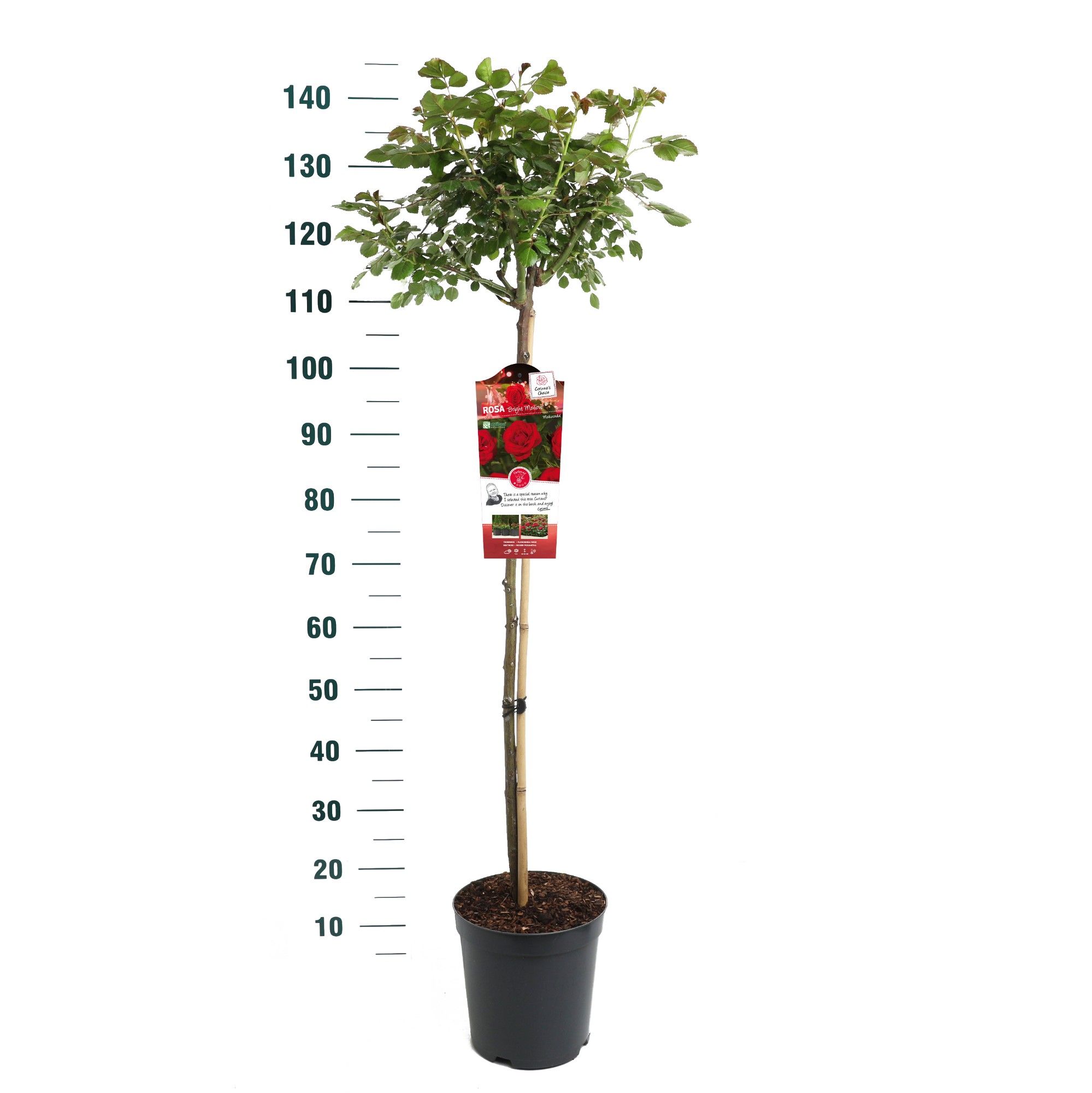 Rosa 'Bright Meilove' - 90 Stam - Exclusive Collection, D 24 cm Rosa 'Bright Meilove' - 90 Stam - Exclusive Collection, D 24 cm
