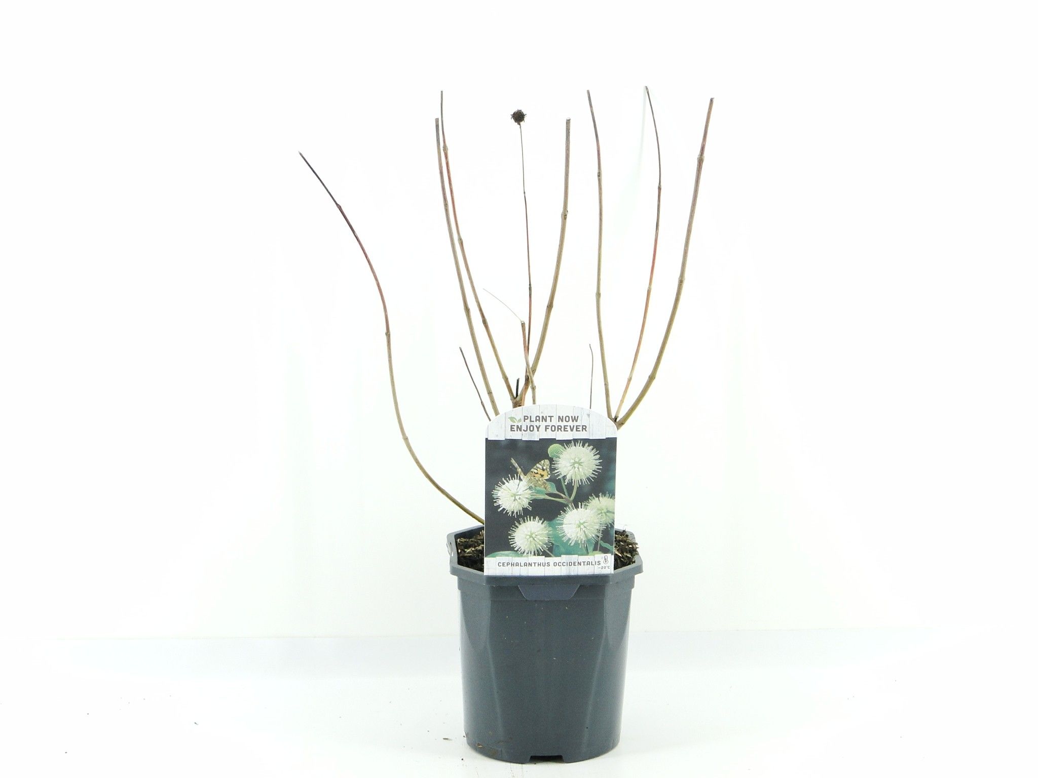 Cephalanthus occidentalis, D 17 cm Cephalanthus occidentalis, D 17 cm