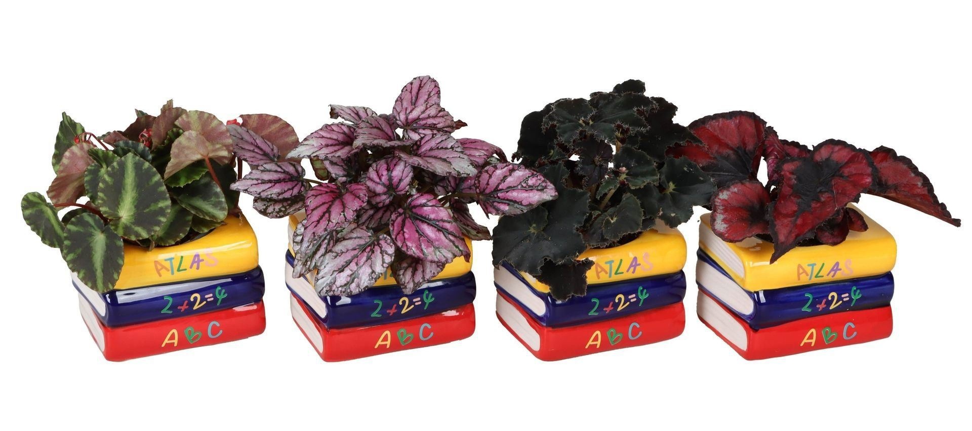 L 66588 with Begonia Rex Mix 6 cm, D 6