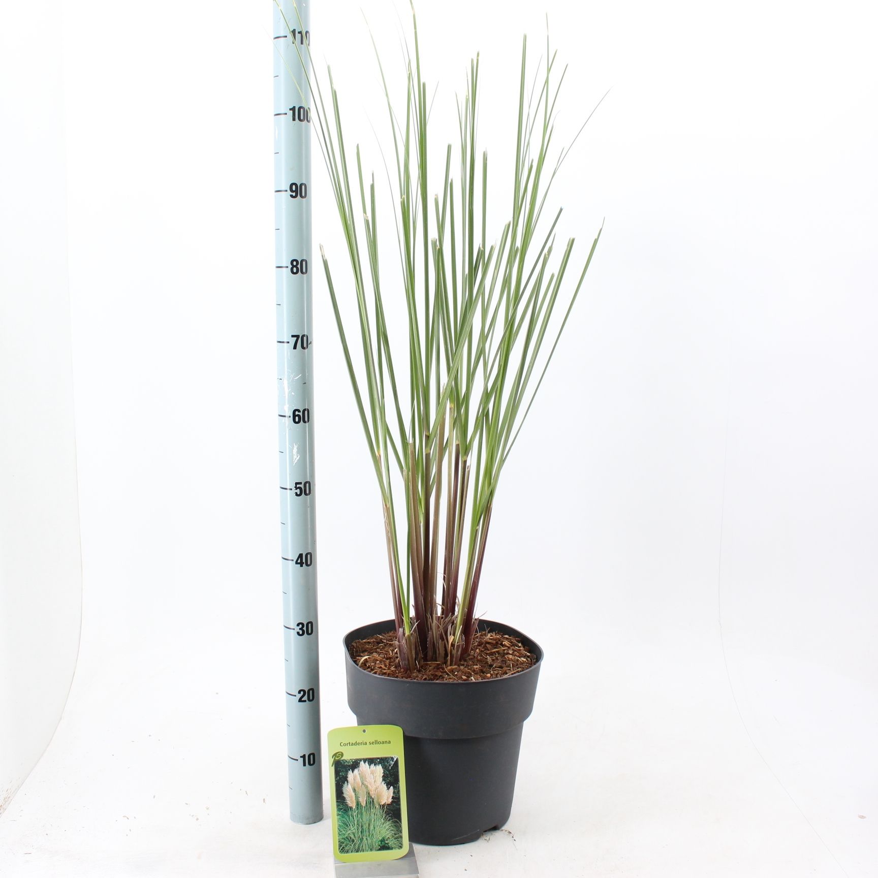 Cortaderia selloana, D 29