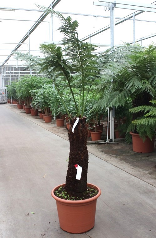 Dicksonia antarctica, D 55