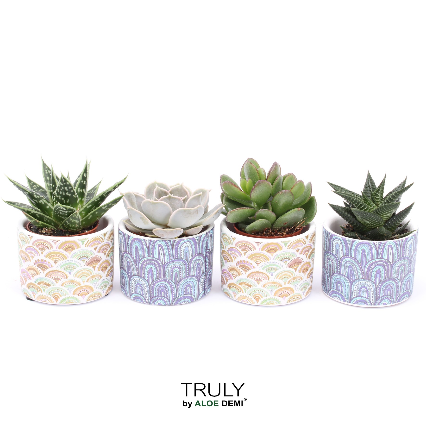 TRULY Succulent, Happy, D 7