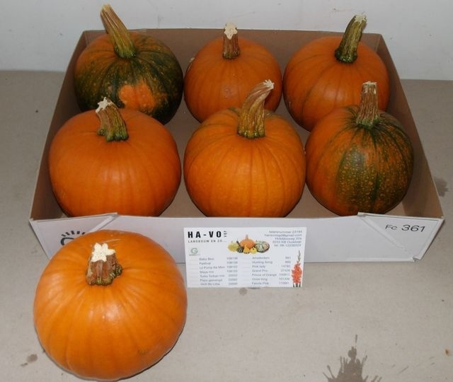 Кукурбита Максима Хэллоуин x5, шт.