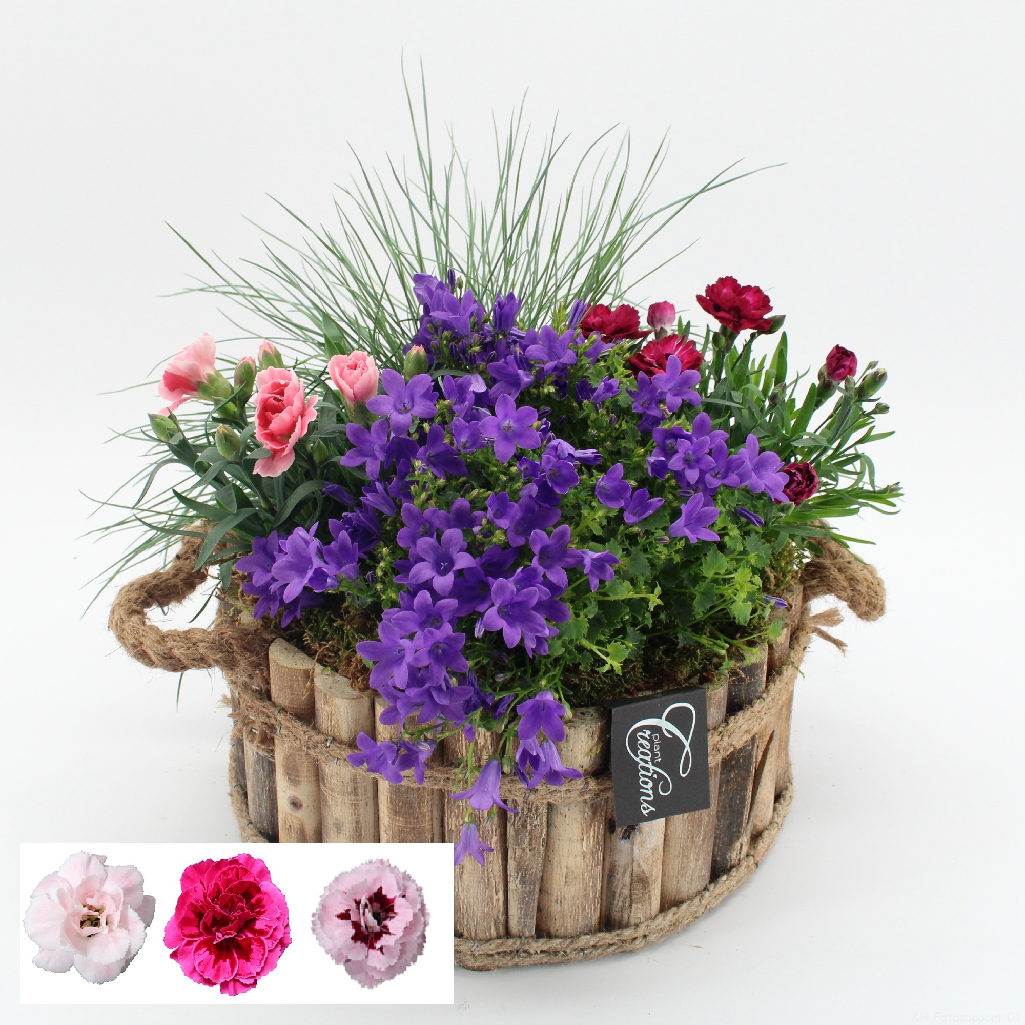 CACR-2621 Campanula creations, D 26