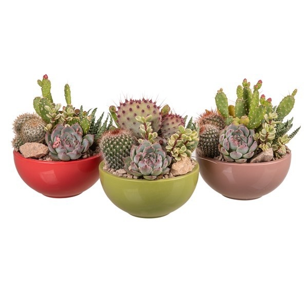 COMPOSITION ON POLISHED CERAMIC BOWL Ø 15 - OLD PINK, CORAL, GREEN - BOX 15X15 CM, D 15