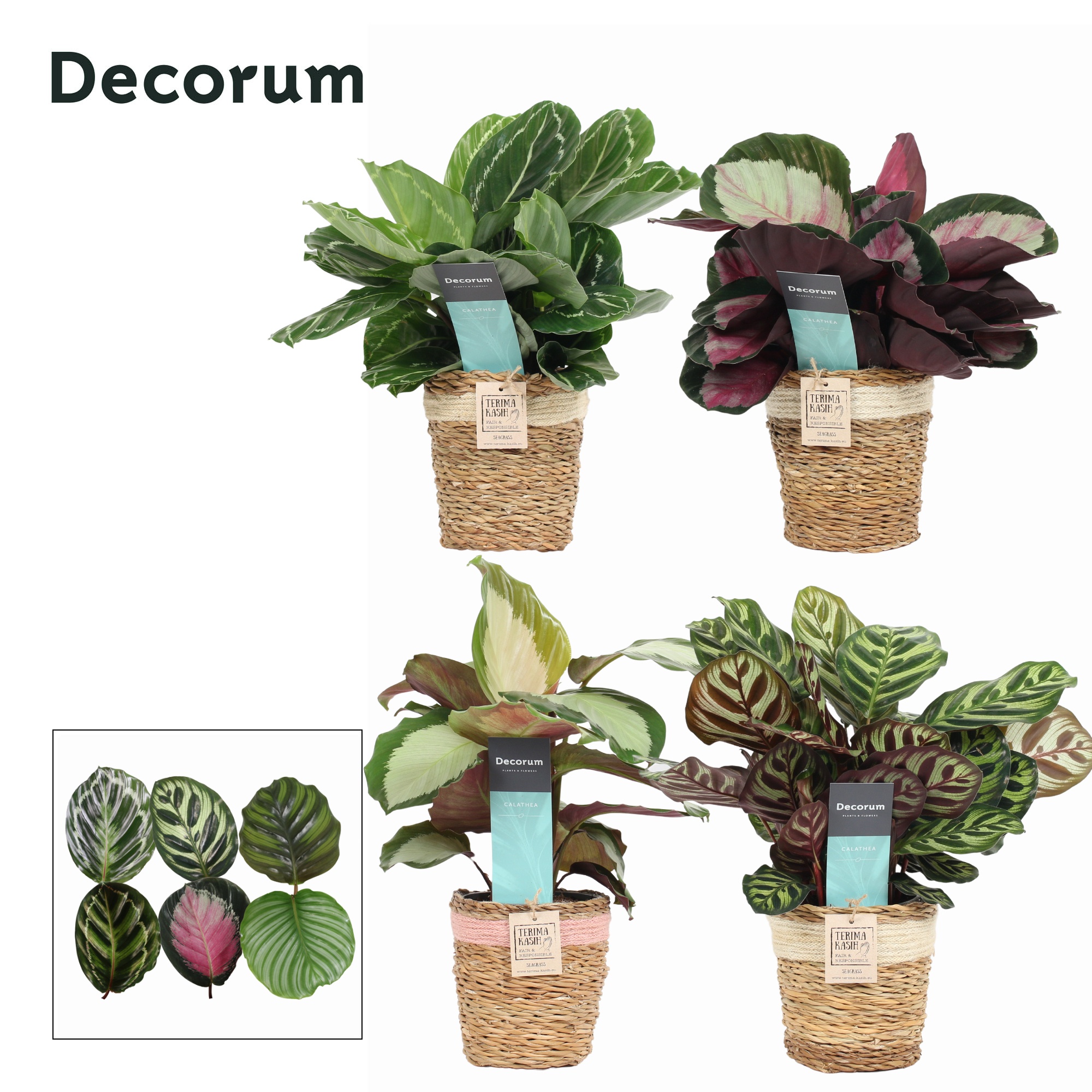 Calathea Mix in Gaby mand creme/roze (Decorum), D 12