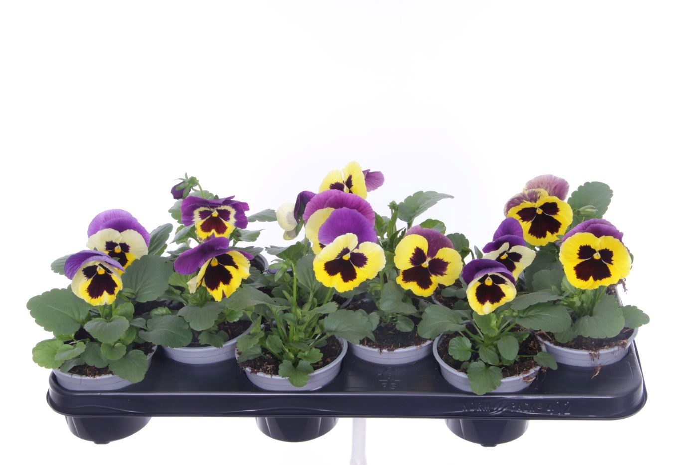 Viola witt. Colossus Tricolor, D 11 cm