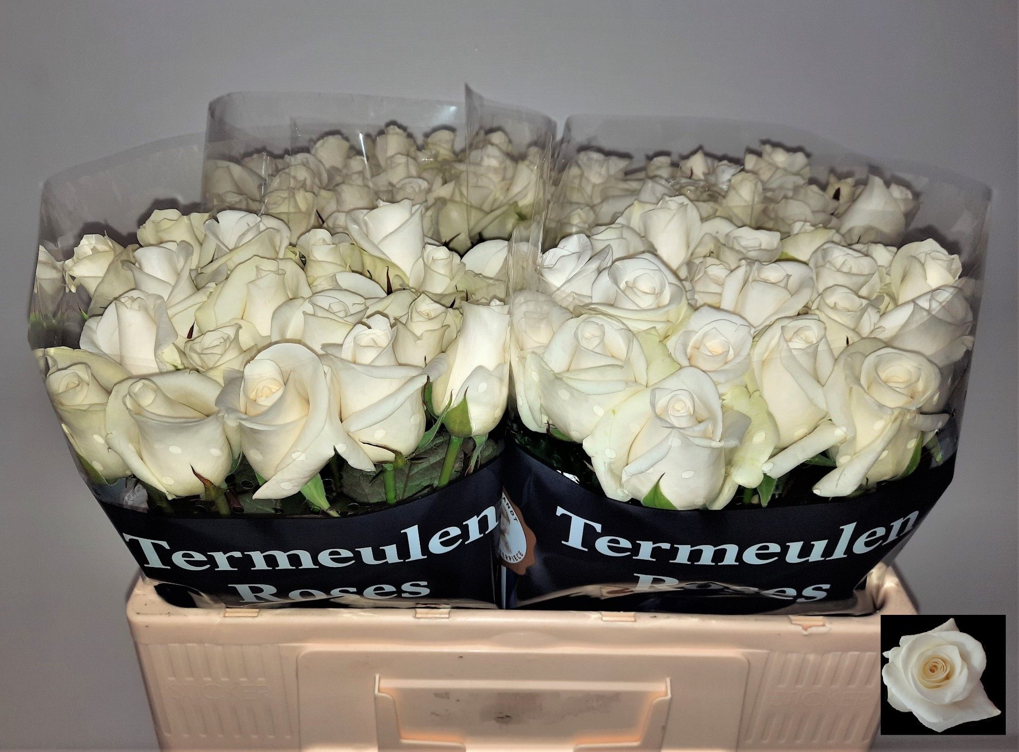 Роза од. Акито 50, шт.