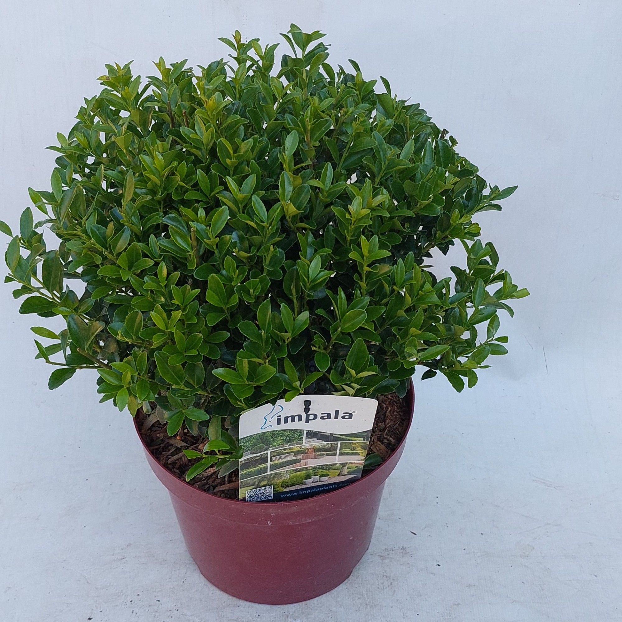 Ilex max. Impala Bol 25 cm, D 23