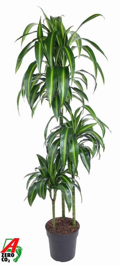 Dracaena Hawaiiana 90-60-30, D 24 cm