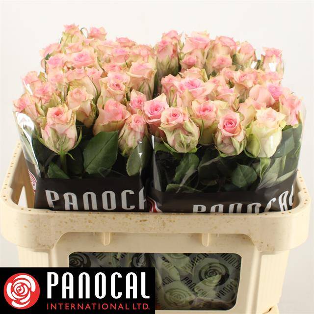 Роза од. Судоку 70, шт.