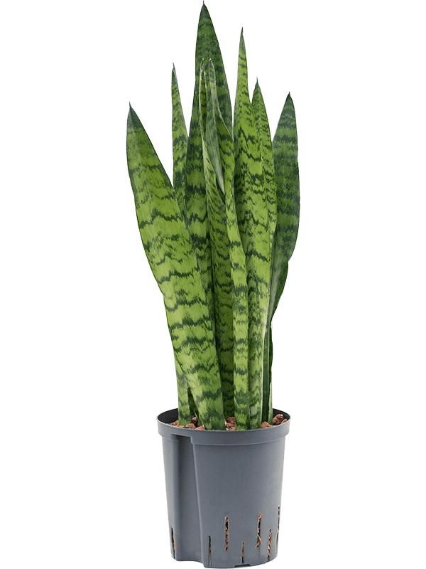 Sansevieria zeylanica, D 18