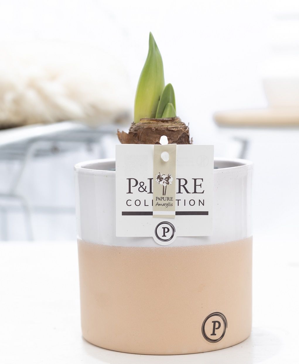 Hippeastrum white in P&PURE Rosy ceramics, D 12