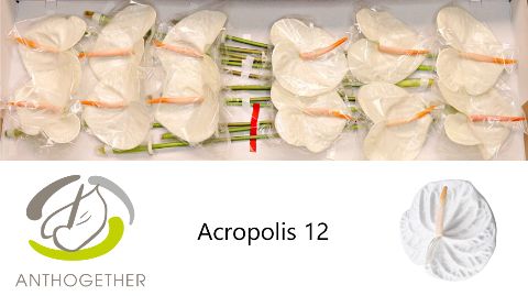 Антуриум Акрополис x12, шт. Антуриум Акрополис x12, шт.